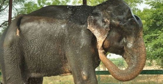 50 yıl sonra kurtarılan fil ağladı