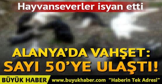 Alanya'da zehirlenen kedi sayısı 50'ye ulaştı