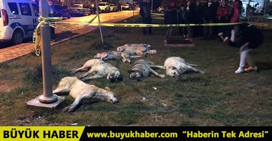 Ankara'da sokak köpekleri zehirlenerek öldürüldü