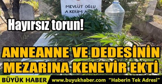 ANNEANNE VE DEDESİNİN MEZARINA KENEVİR EKTİ