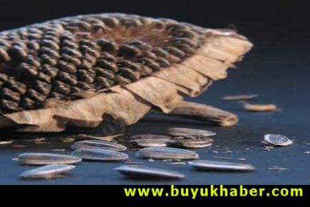 Ayçekirdeği Yaşlanmayı Önlüyor