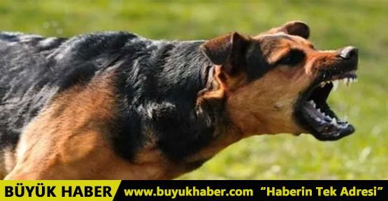 Başıboş köpeklerin vahşet tablosu!
