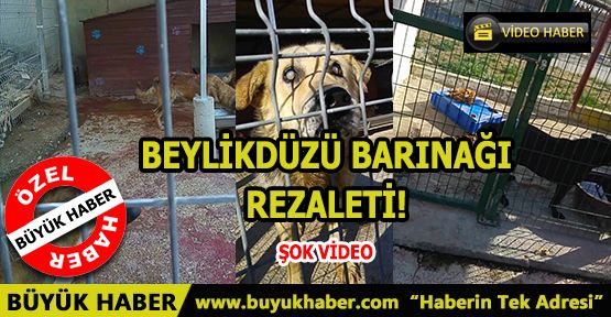 BEYLİKDÜZÜ BARINAĞI REZALETİ!