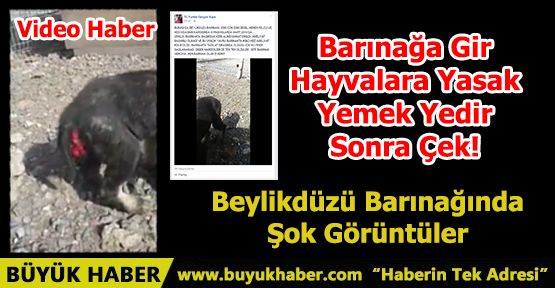 Beylikdüzü Barınağında Şok Görüntüler