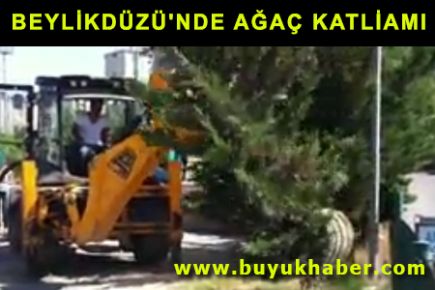 BEYLİKDÜZÜ'NDE AĞAÇ KATLİAMI