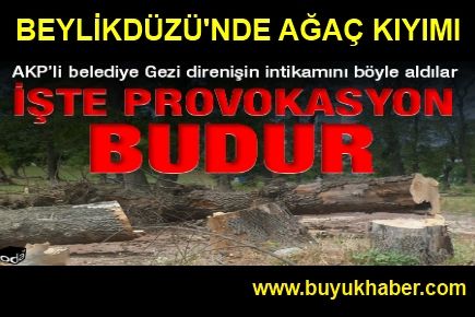 Beylikdüzü'nde Ağaç Kıyımı!