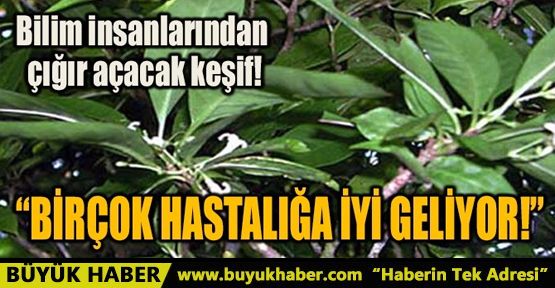 BİRÇOK HASTALIĞA İYİ GELİYOR