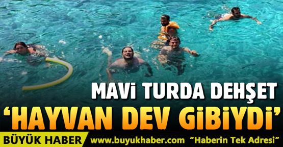 Bodrum'da mavi turda caretta caretta saldırdı