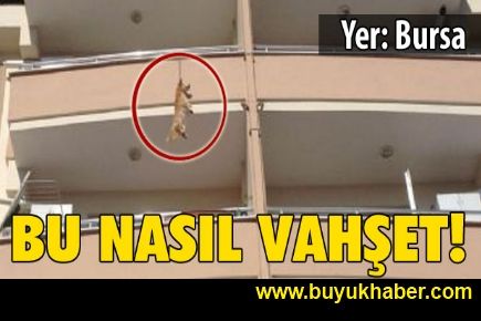 Bu nasıl vahşet?