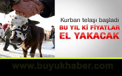 Bu yıl ki kurbanlık fiyatları