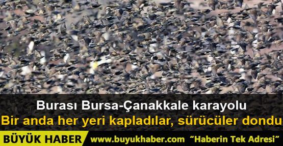 Bursa'da yüzlerce sığırcık yolu kapattı