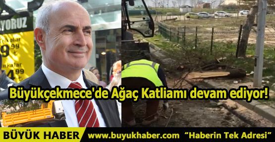 Büyükçekmece'de Ağaç Katliamı devam ediyor!