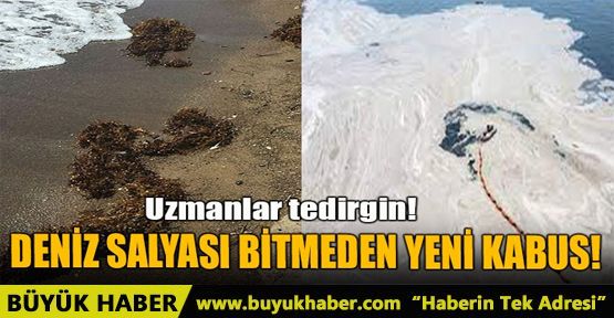 DENİZ SALYASI BİTMEDEN YENİ KABUS!