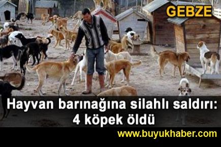 Hayvan barınağına saldırı: 4 köpek öldü