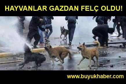 HAYVANLAR GAZDAN FELÇ OLDU!