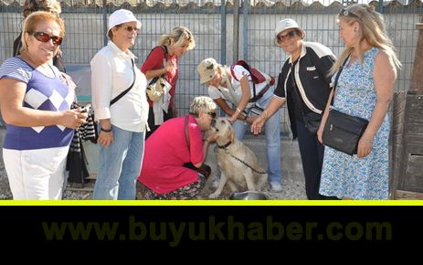 Hayvanları Koruma Derneğinden Barınak ziyareti.