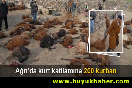 Iğdır'da kurtlar 200 koyunu telef etti