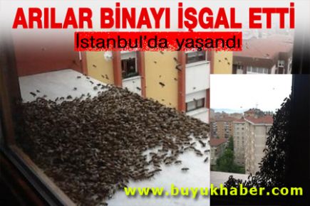 İstanbul'da arılar bir daireyi işgal etti