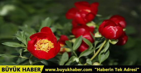 İstanbul'da nadir yetişen Şakayık çiçeğini koparmanın cezası 110 bin TL