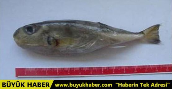 İzmir’de balon balığı tehlikesi