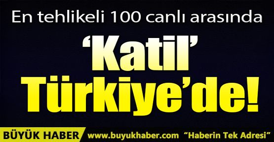 Katil salyangoz Türkiye'de