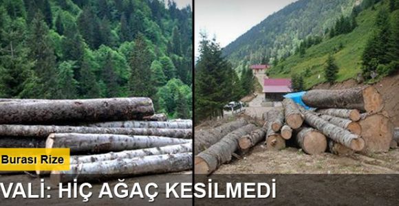 Kesilmedi denen ağaçlar görüntülendi