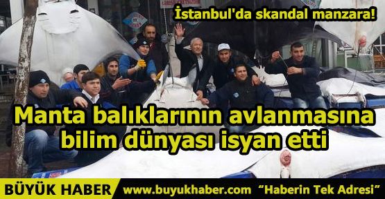 Manta balıklarının avlanmasına bilim dünyası isyan etti