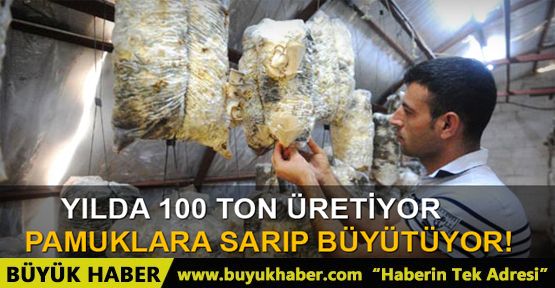 Pamuk içerisinde yılda 100 ton mantar