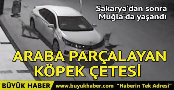 Sakarya'dan sonra Muğla'da da köpekler otomobile saldırdı