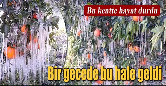 Soğuk ve fırtına narenciye bahçelerini vurdu