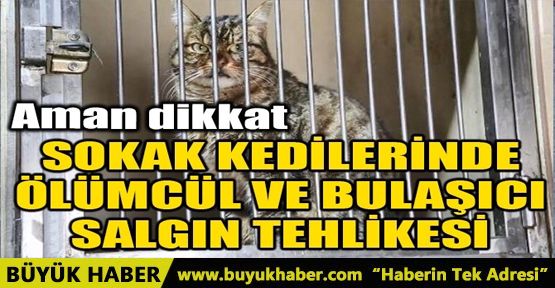 SOKAK KEDİLERİNDE ÖLÜMCÜL VE BULAŞICI SALGIN TEHLİKESİ
