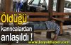 Öldüğü karıncalardan anlaşıldı!