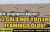 TUZ GÖLÜ'NDE YÜZLERCE FLAMİNGO ÖLDÜ!