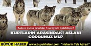 Kurtların arasındaki aslanı gördünüz...