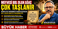 MEYVESİ BOL OLAN AĞAÇ ÇOK TAŞLANIR