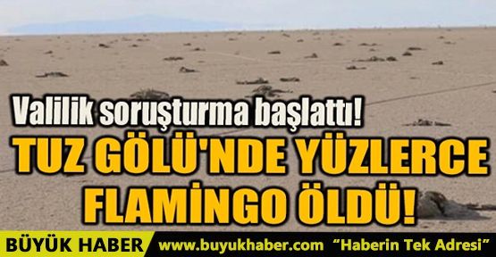 TUZ GÖLÜ'NDE YÜZLERCE FLAMİNGO ÖLDÜ!