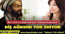 İbn-i Sina diş ağrısına o çiçeği öneriyor
